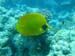 masked butterfly fish.jpg